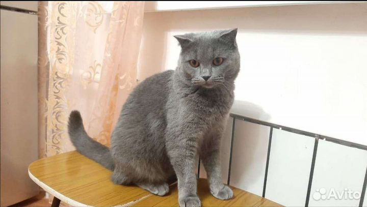Британская кошка
