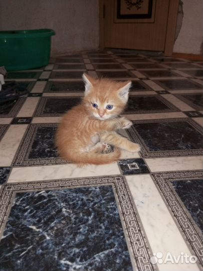 Котик рыжик