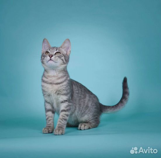 Очаровательный котёнок Кальмар (4 мес)