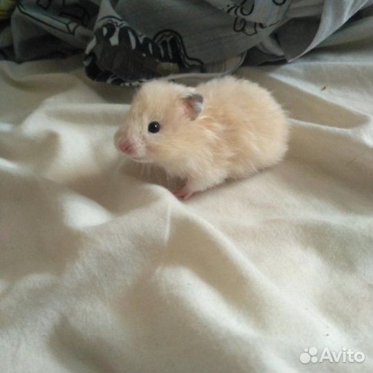 Сирийский хомяк малыш