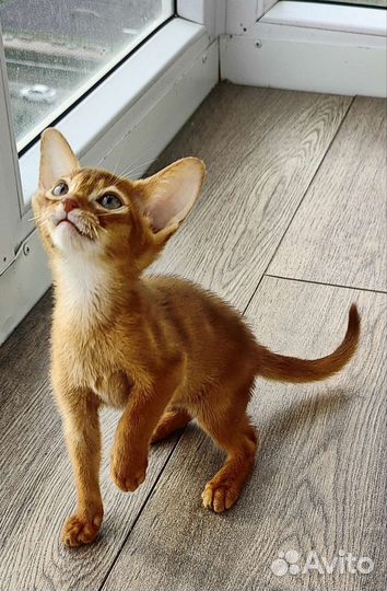 Абиссинские котята