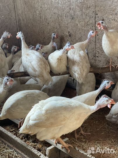 Мясо цесарки домашней