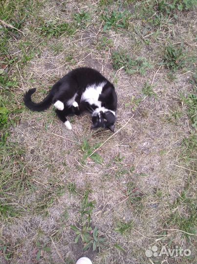 В добрые ручки кошечка