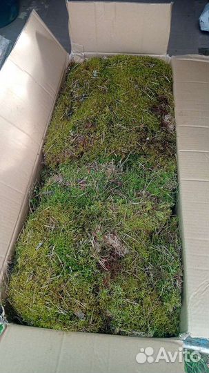 Мох пластами