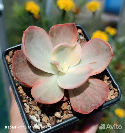 Суккуленты