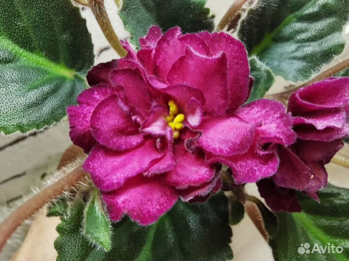 Сортовые фиалки