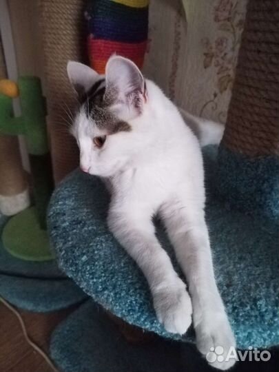 Кошки в добрые руки бесплатно