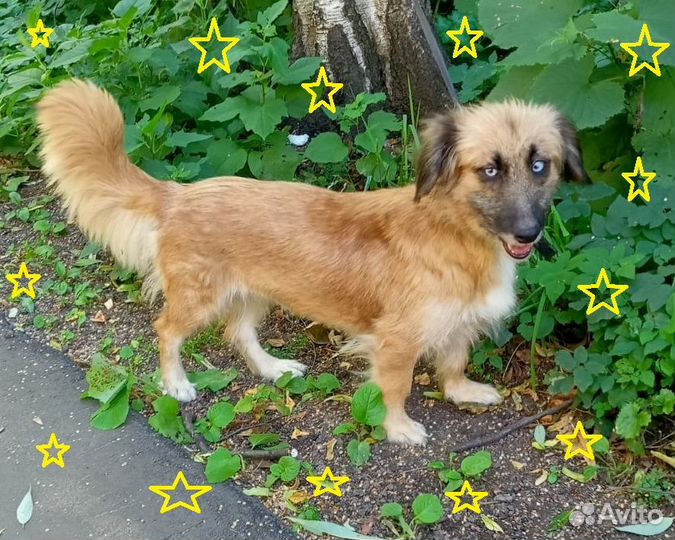 Небольшая собачка Ника