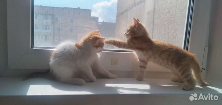 Котейки