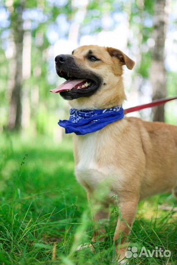 Малыш Батлер ждёт семью в приюте