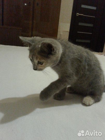 Красивый котенок серого окраса