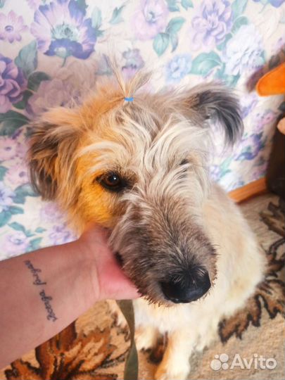 Собака в добрые руки