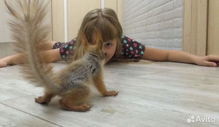 Белки ручные