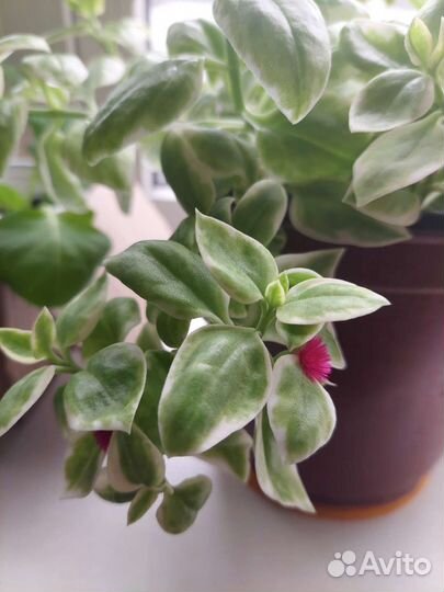 Аптения ампельная