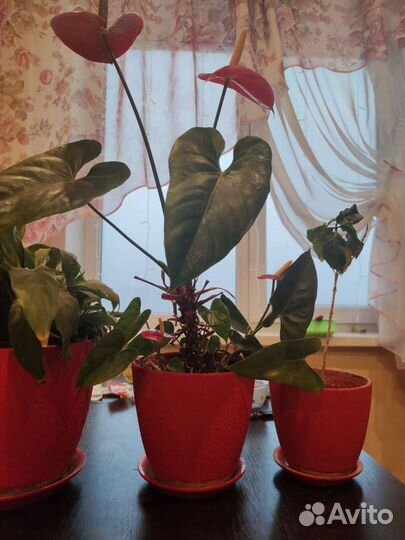 Цветочные горшки с растениями (цена за 3 шт.)