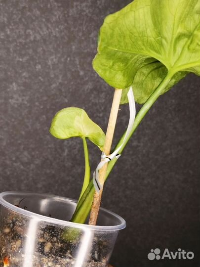 Сингониум орм тонг вар