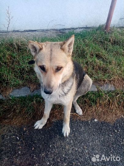 Умный крупный пёс в добрый дом