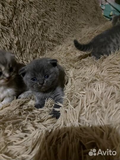 Кошки