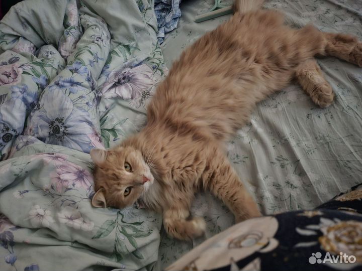 Кошка в дар бесплатно
