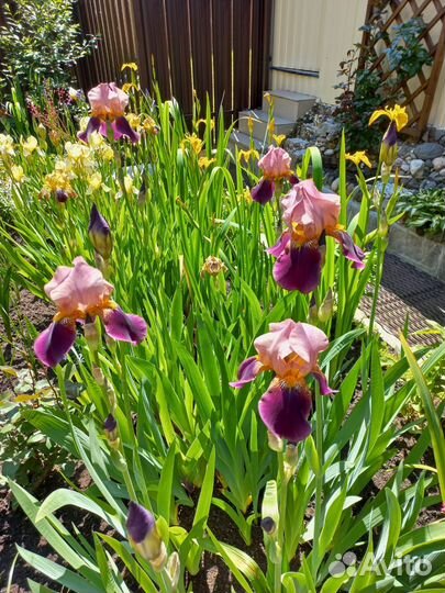 Садовые цветы