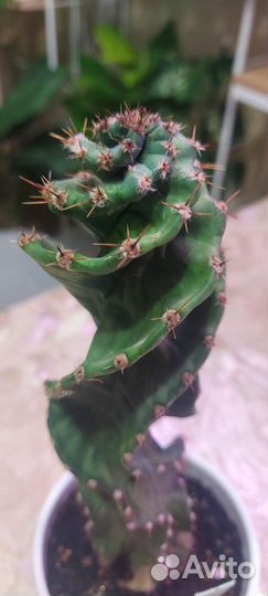 Кактус цериус спиральный