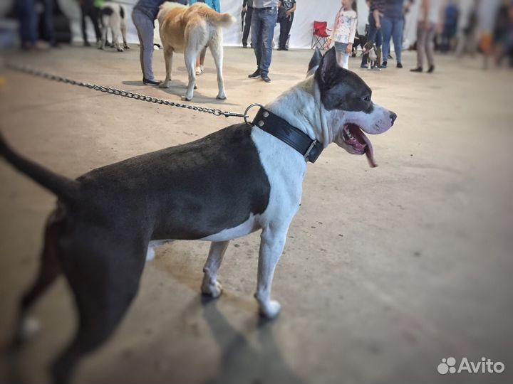 Вязка Стаффордширского Терьера (кабель)