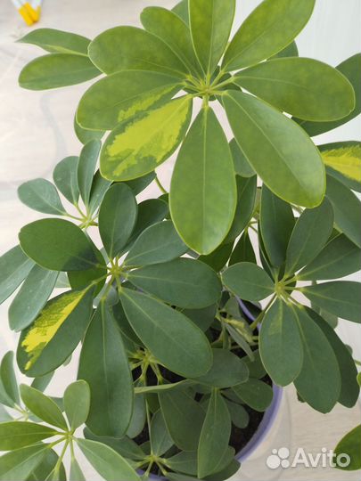 Комнатное растение шеффлера