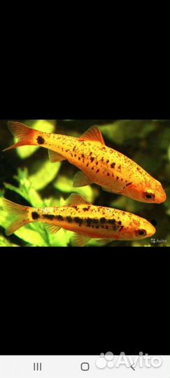 Аквариумные рыбки