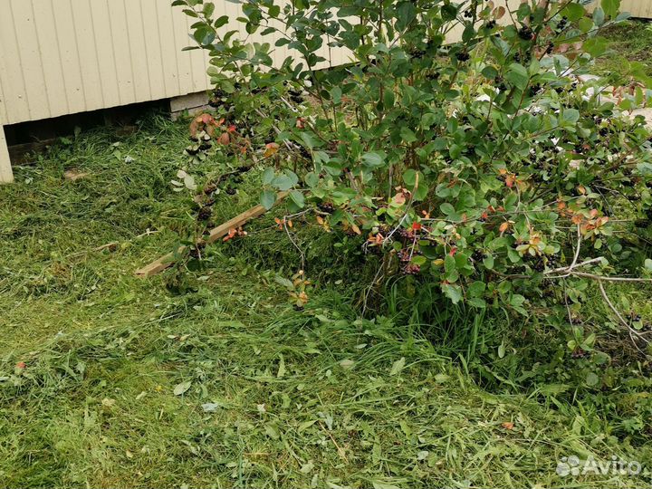 Черноплодная рябина ягоды