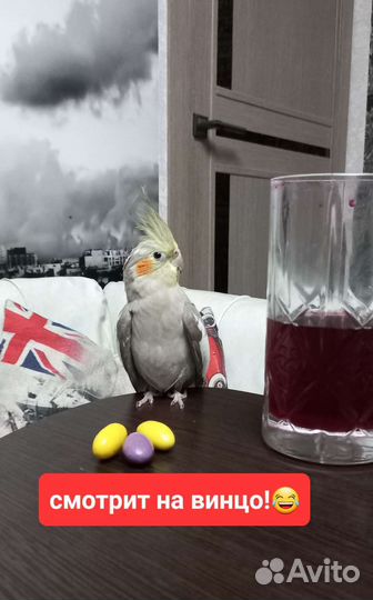 Попугай