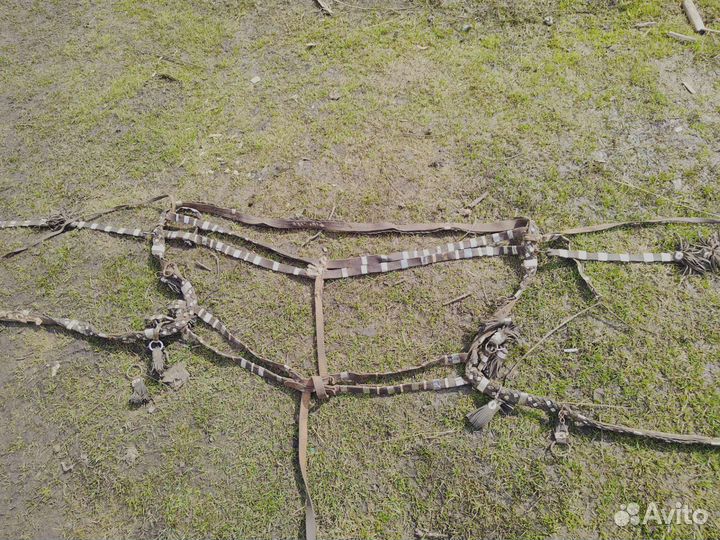 Шлея для лошади, сбруя