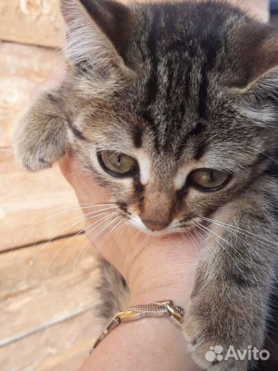 Котята помесь с британцем