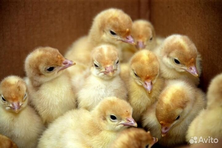 Суточные индюшата хайбрид конвертер