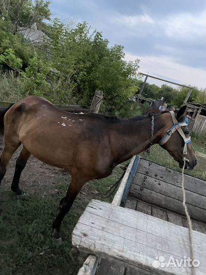 Лошадь кобыла