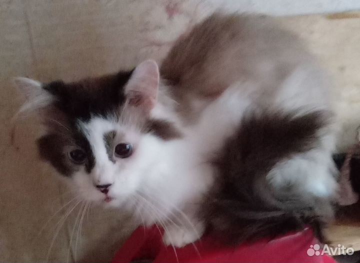 Котик подросток породы священная бирма