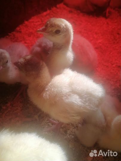 Индюшата бройлерные