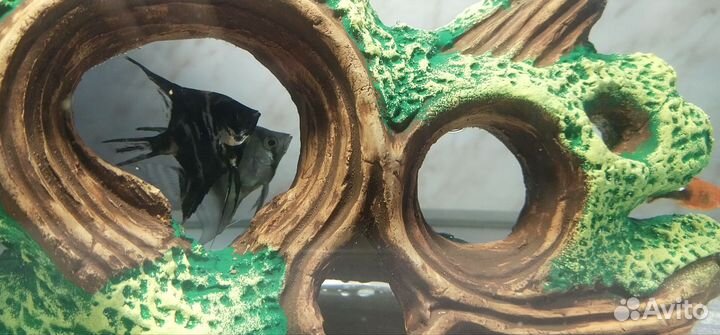 Аквариум с рыбками