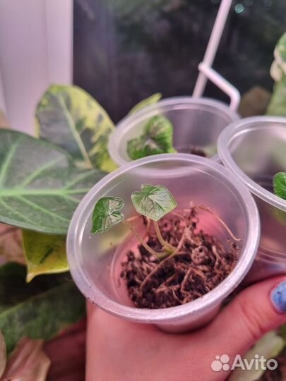 Алоказия жаклин