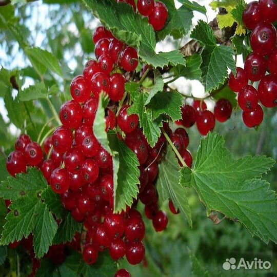 Продаю смородину