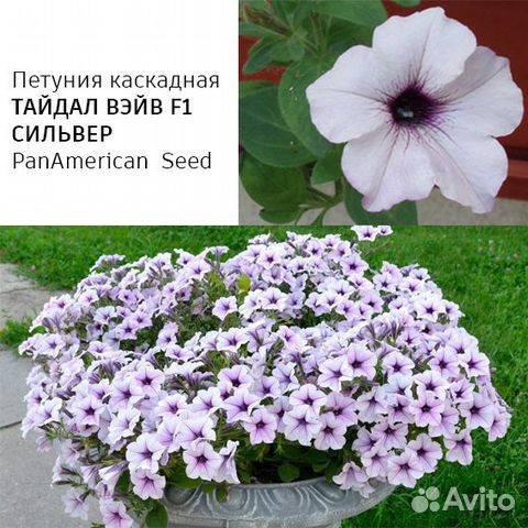 Рассада каскадных петуний Тайдал Вэйв купить в Москве | Товары для дома ...