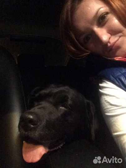 Передержка собак, зоотакси