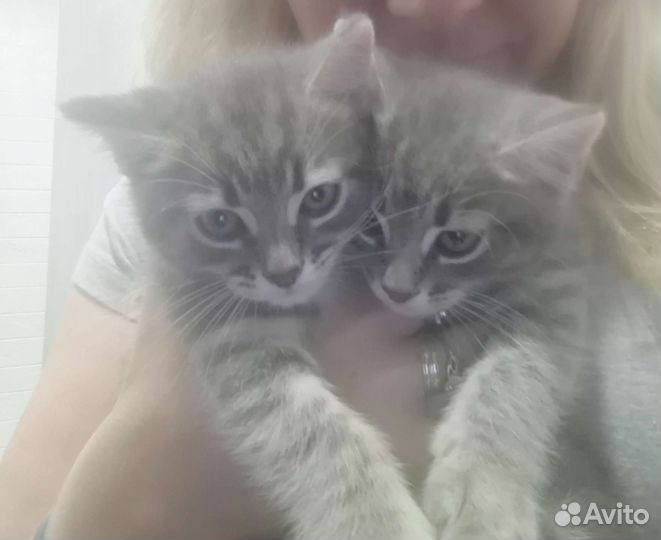 Котята в добрые руки мальчики