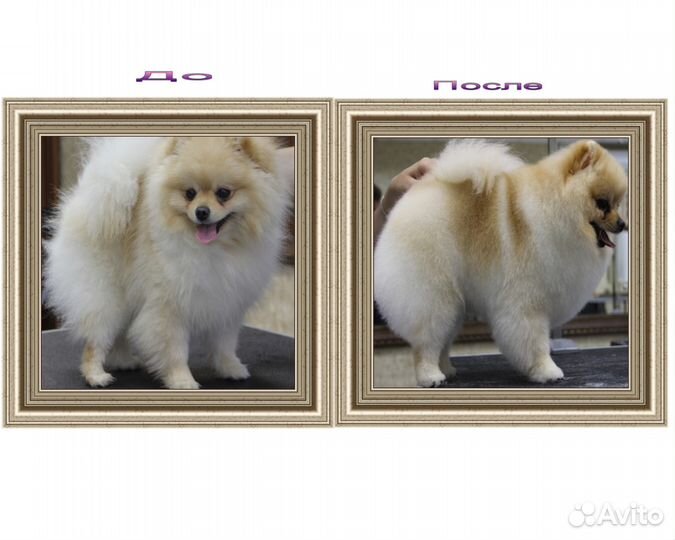 Стрижка собак Выезд. Грумер