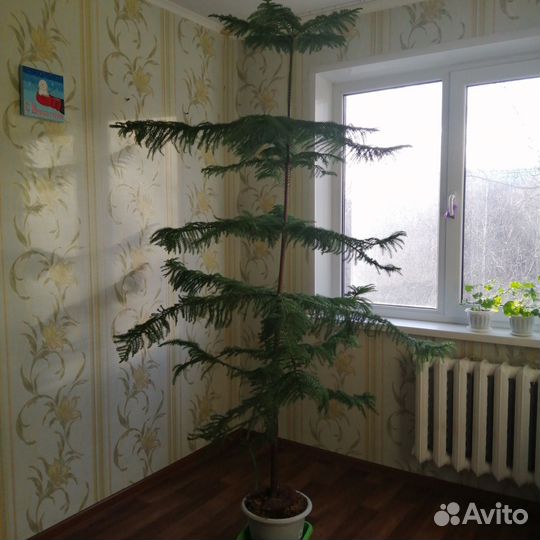 Араукария