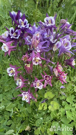 Многолетники для сада