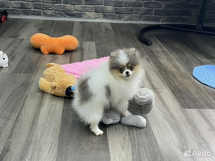 Шпиц