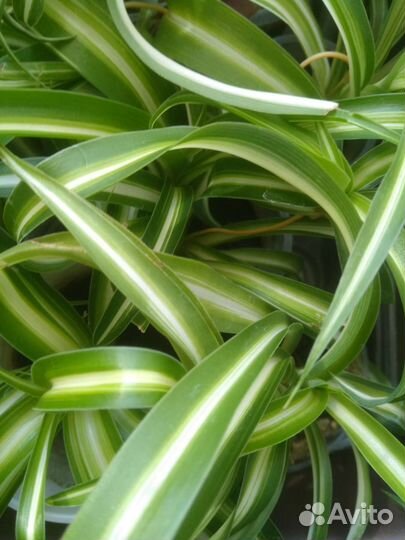 Хлорофитум кудрявый Каланхоэ лечебный