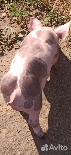 Чистопородные Пьетрен Макстер на племя