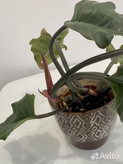 Филодендрон плуто