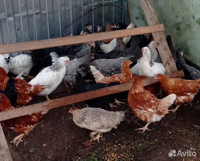 Куры молодки доминант